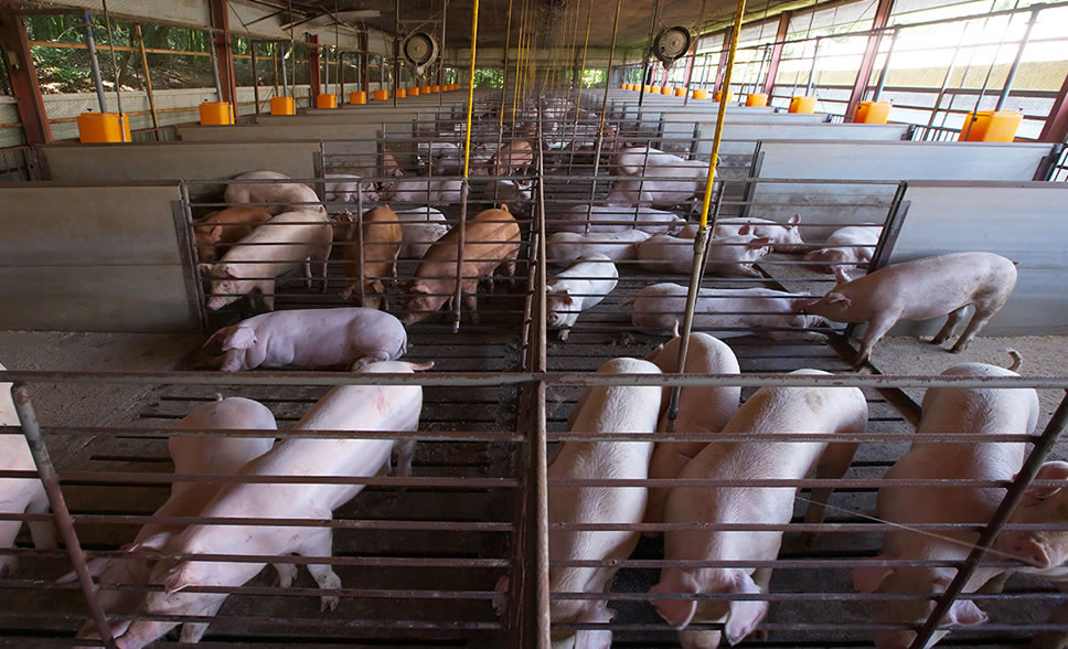 ストレスのない環境で育てる種豚場の様子